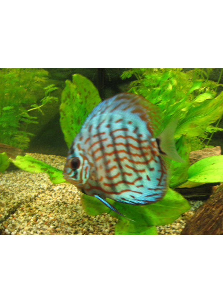 Discus Brillant Turquise 6 cm 1 Esemplare