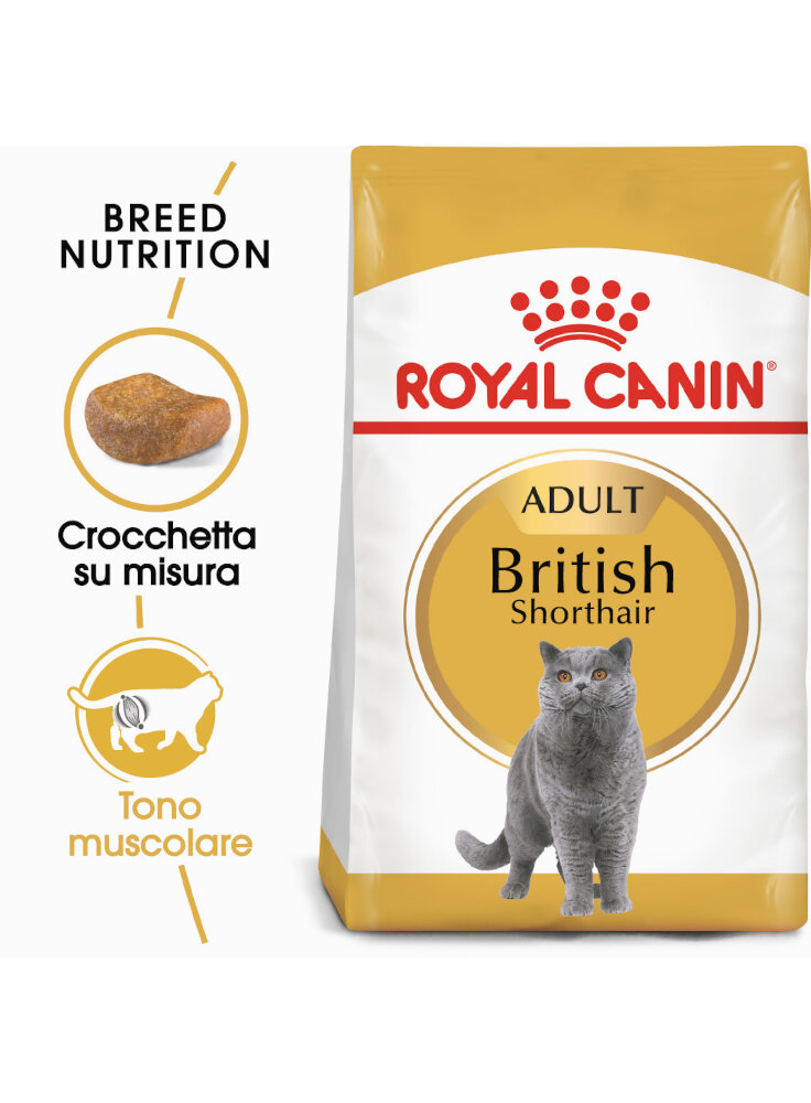 British Shorthair Royal Canin