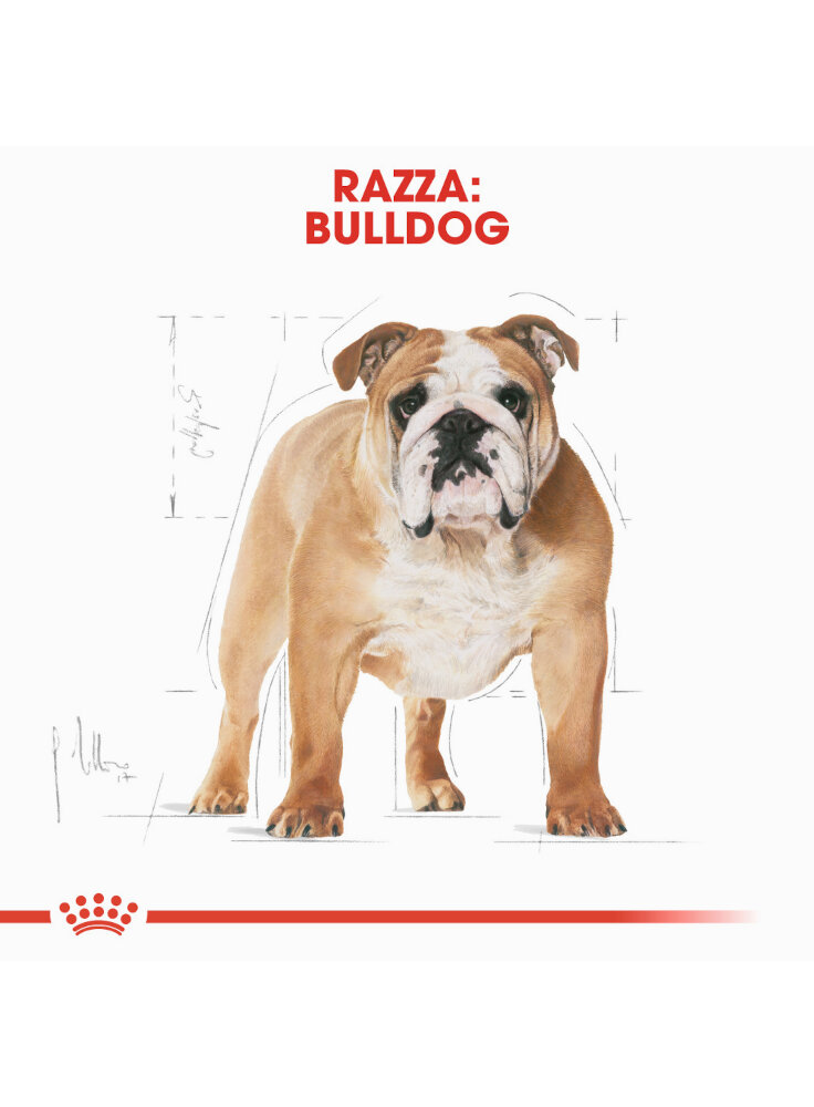 bulldog-adult-royal-canin-1