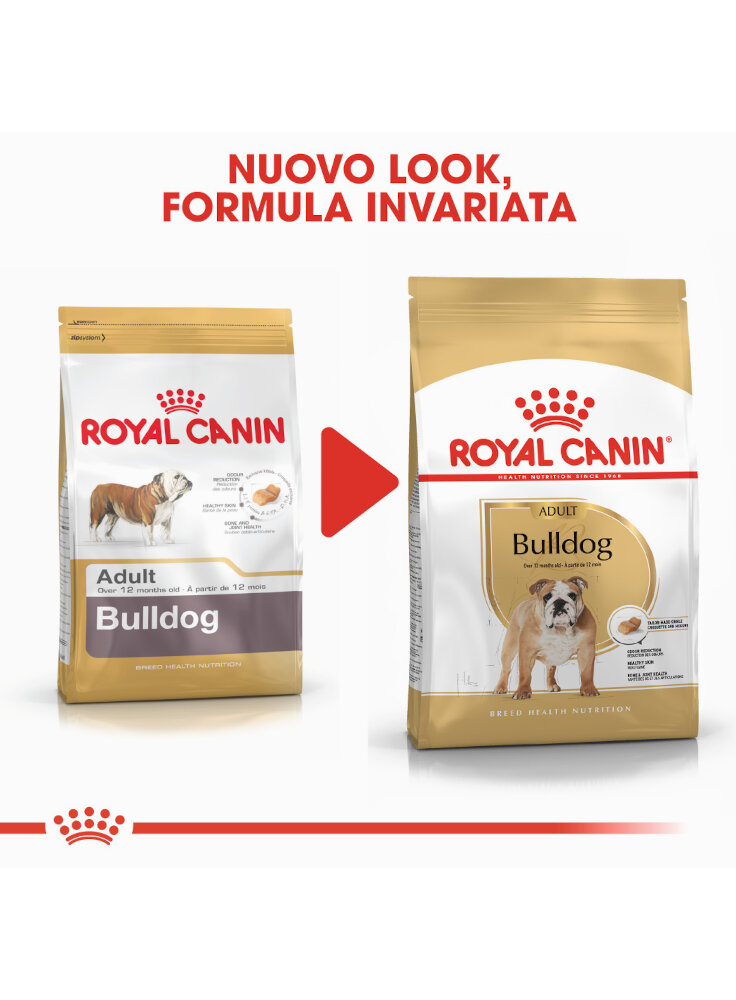 bulldog-adult-royal-canin-4