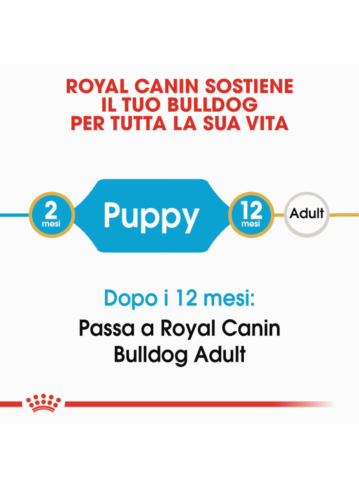 bulldog-puppy-royal-canin-1