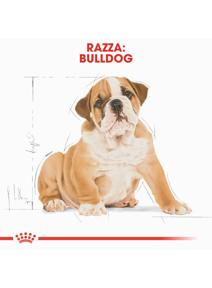 bulldog-puppy-royal-canin-4