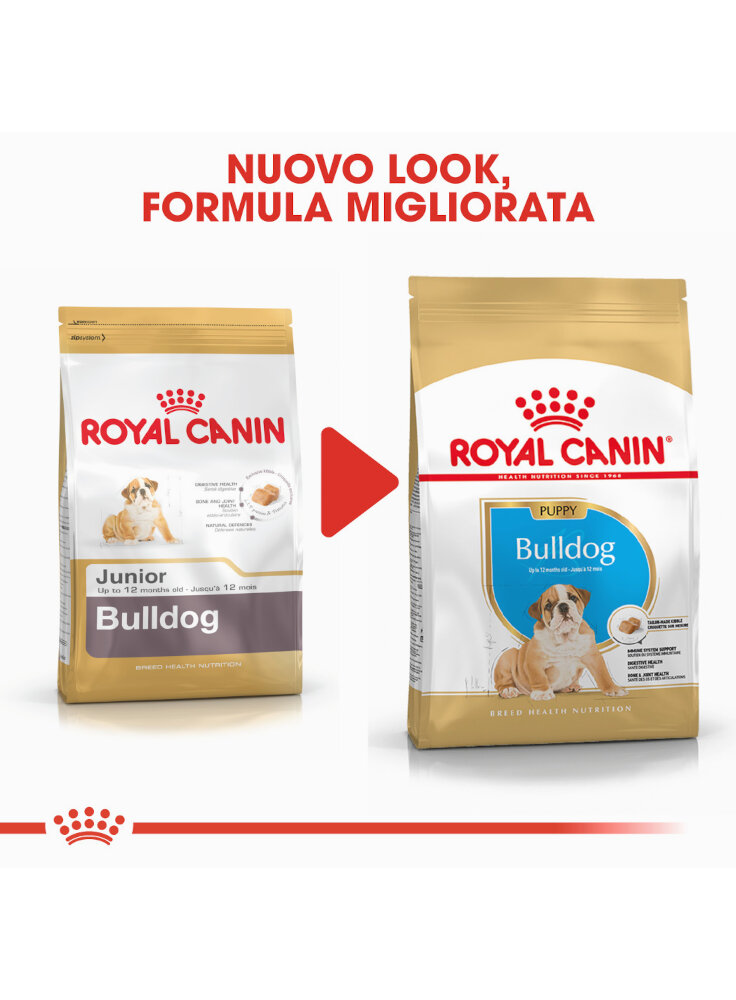 bulldog-puppy-royal-canin-6