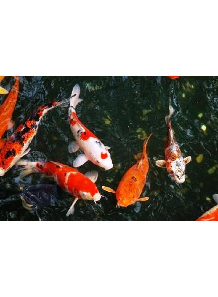 Carpa Koi Mix Extragrande 60-65 cm