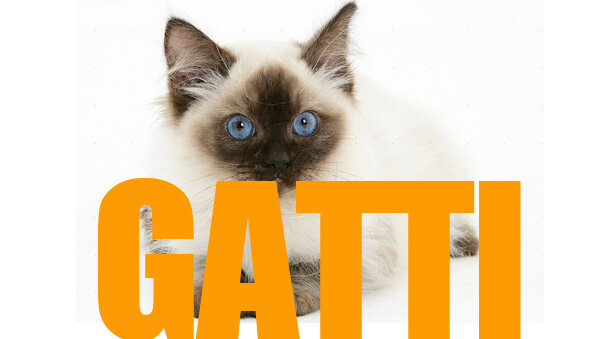 Gatti