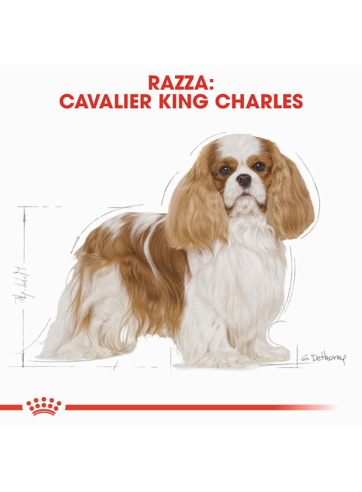 cavalier-king-charles-adult-royal-canin-1