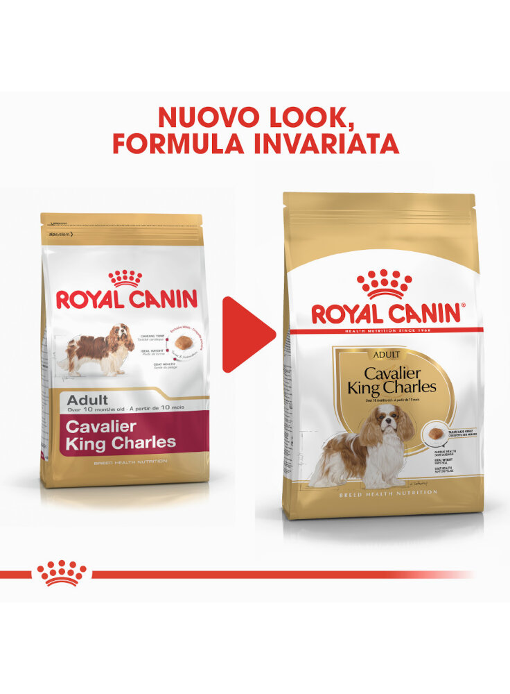 cavalier-king-charles-adult-royal-canin-4