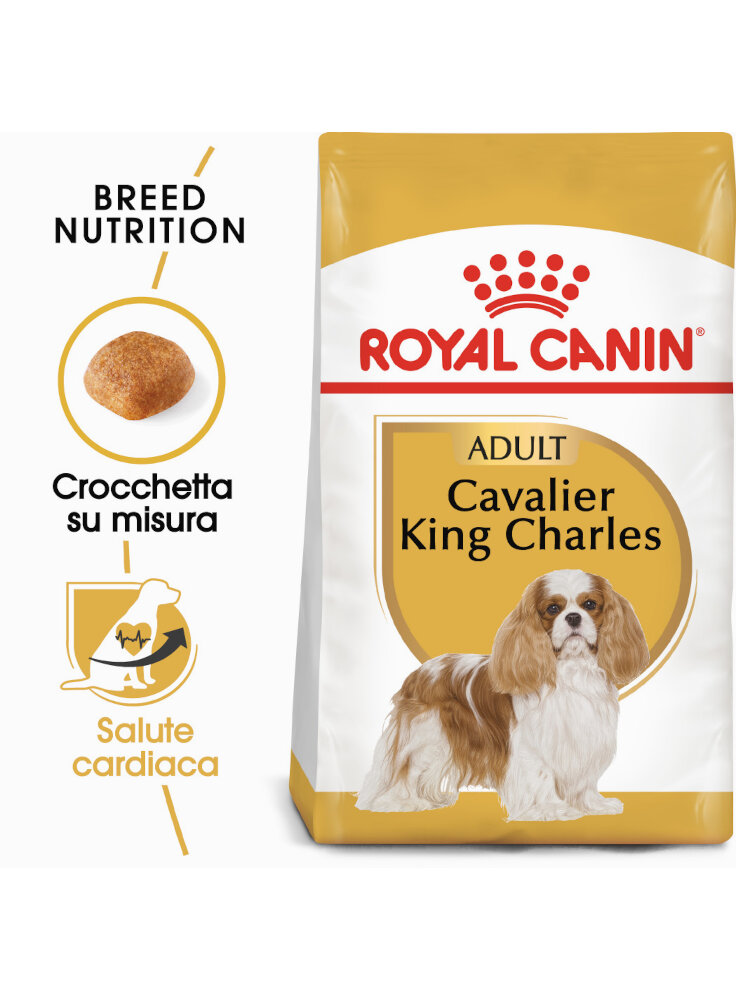 cavalier-king-charles-adult-royal-canin-7