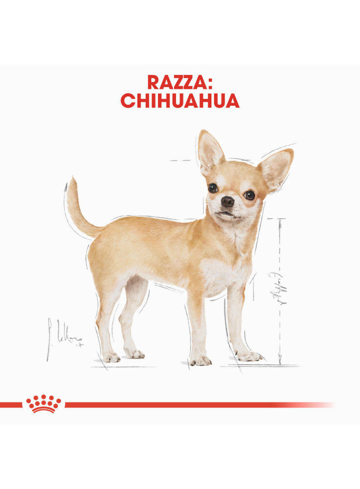 chihuahua-adult-royal-canin-1