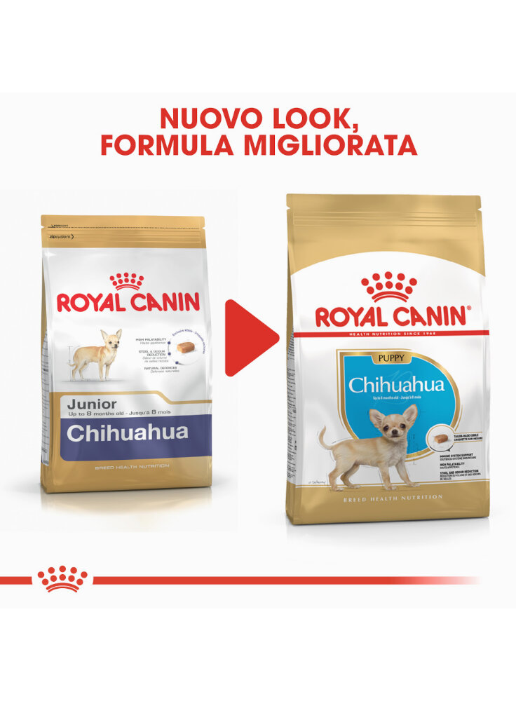 chihuahua-puppy-royal-canin-6