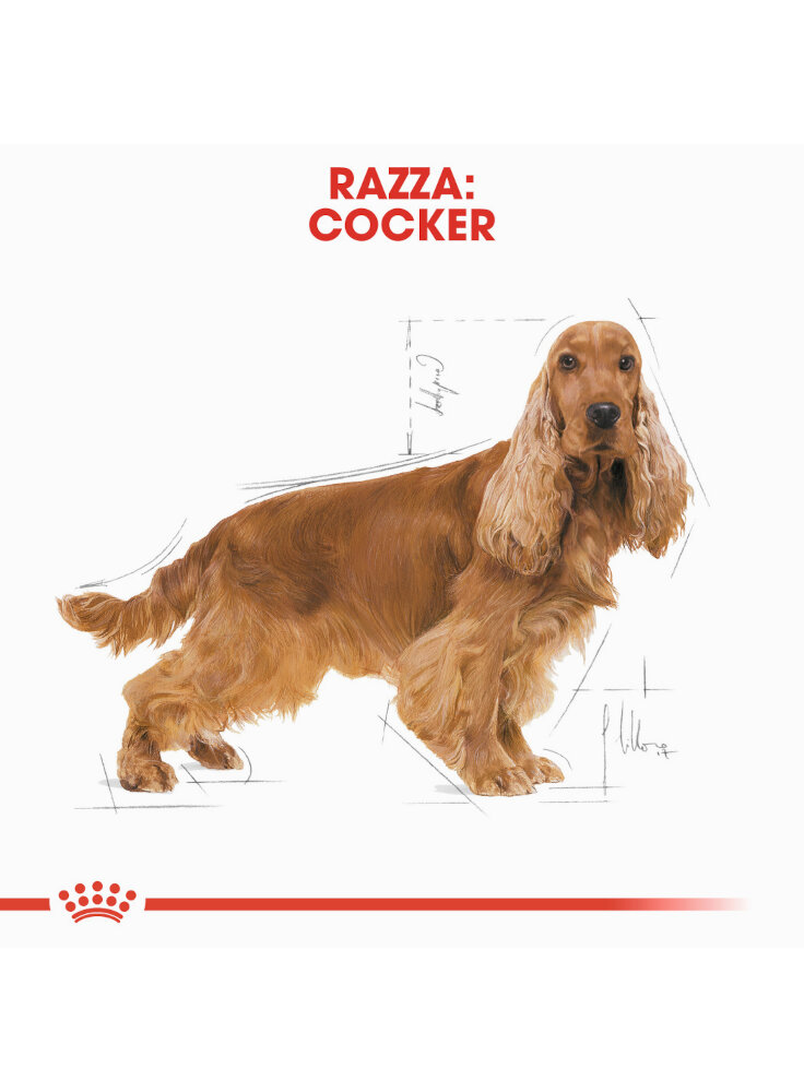 cocker-spaniel-adult-royal-canin-1