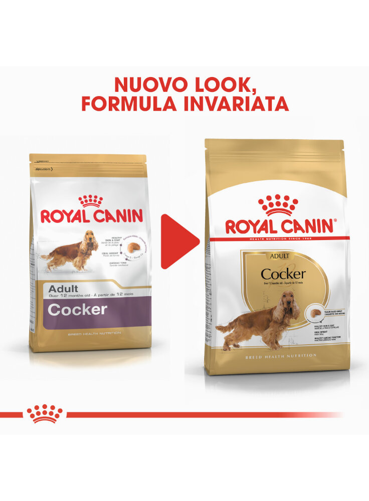 cocker-spaniel-adult-royal-canin-4