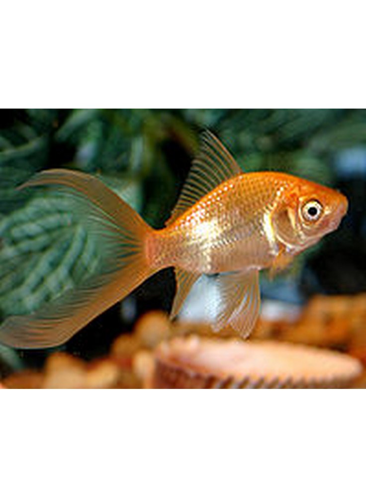 Pesce rosso cometa 5-7 cm