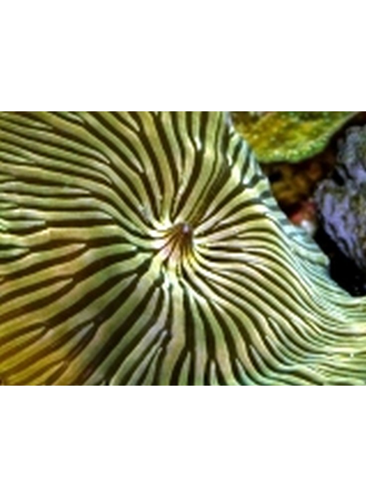 ACTINODISCUS STRIATO