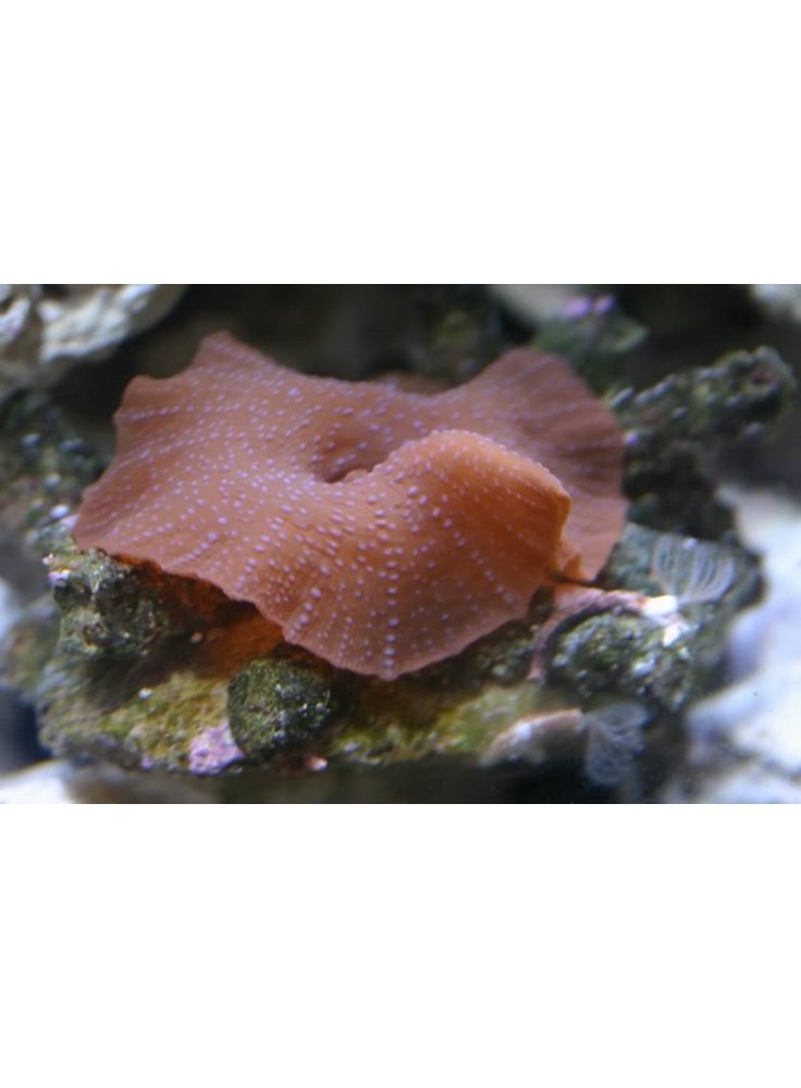 ACTINODISCUS THICKN SPOTTED
