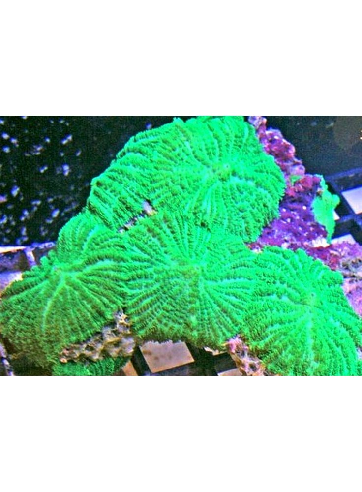 Actinodiscus Mutabilis Green