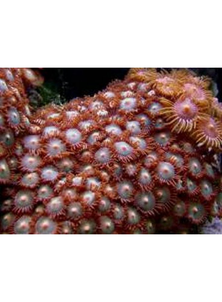 ZOANTHUS SP. RED