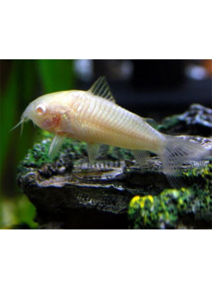 Corydoras Aeneus Albino ml n. 5 Esemplari