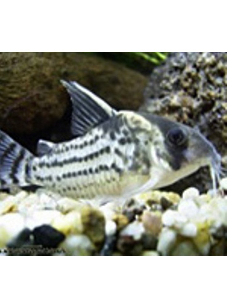 Corydoras schwarzi xl