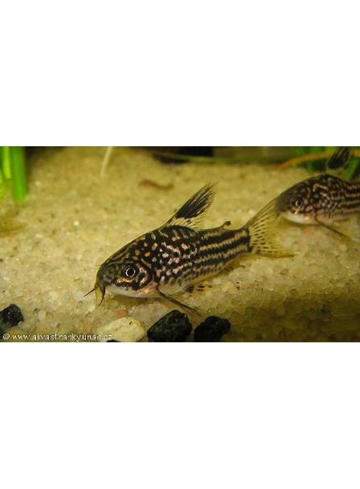 Corydoras elegans