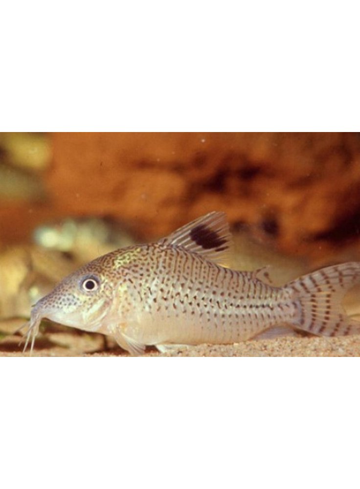 Corydoras punctatus xl