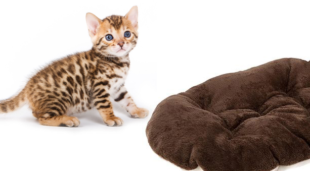 cuscini e tende per gatti