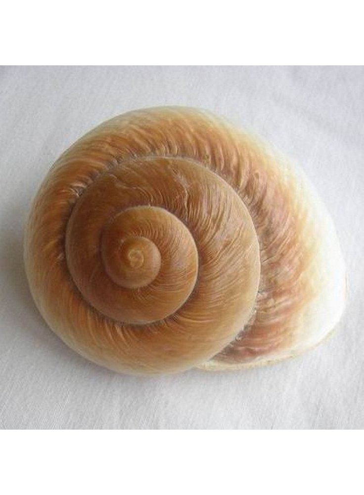 Decorazione conchiglia