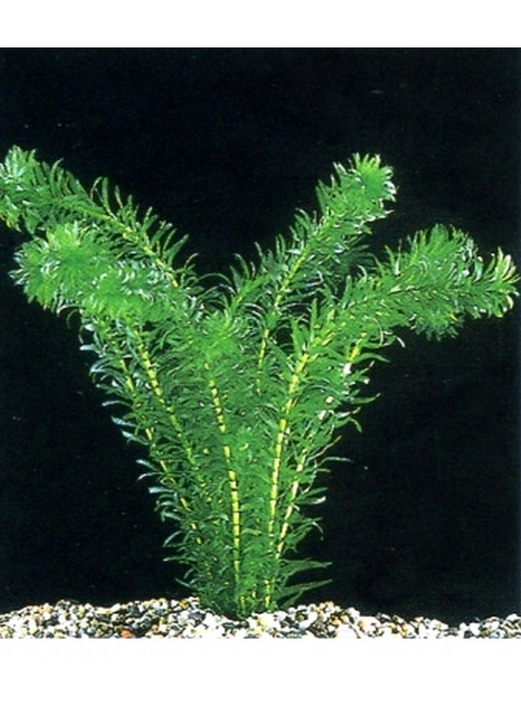 egeria2