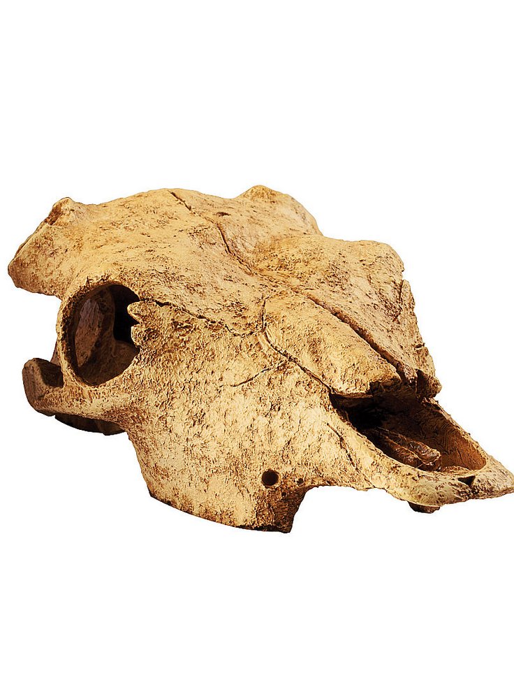 RIfugio per rettili Buffalo Skull Small