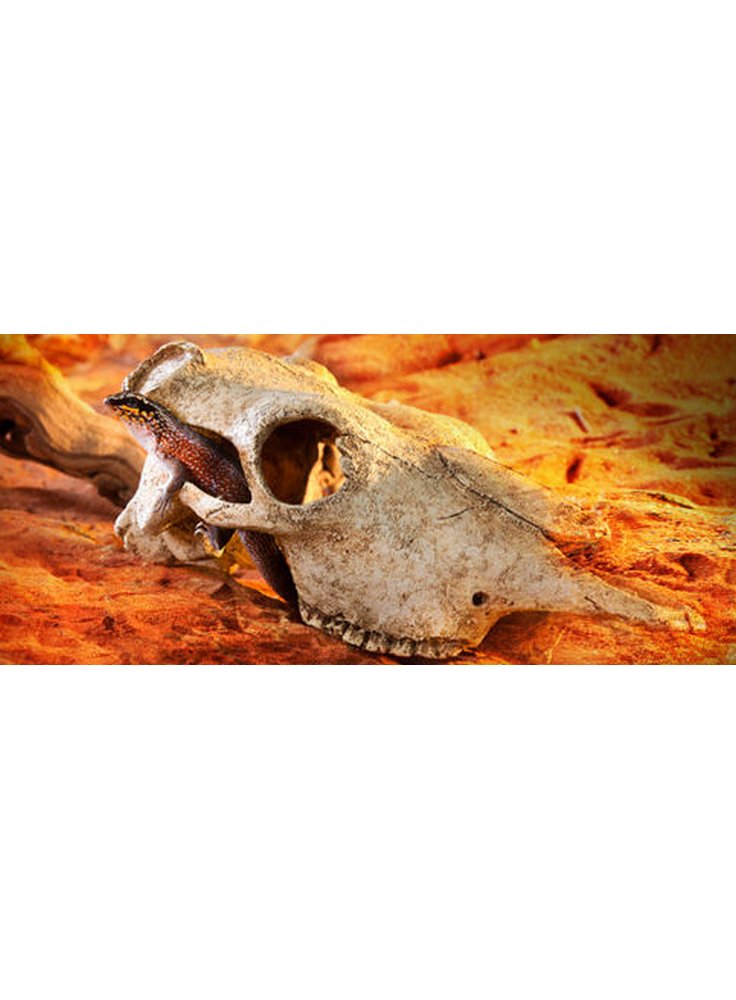 exo-terra-buffalo-skull-2