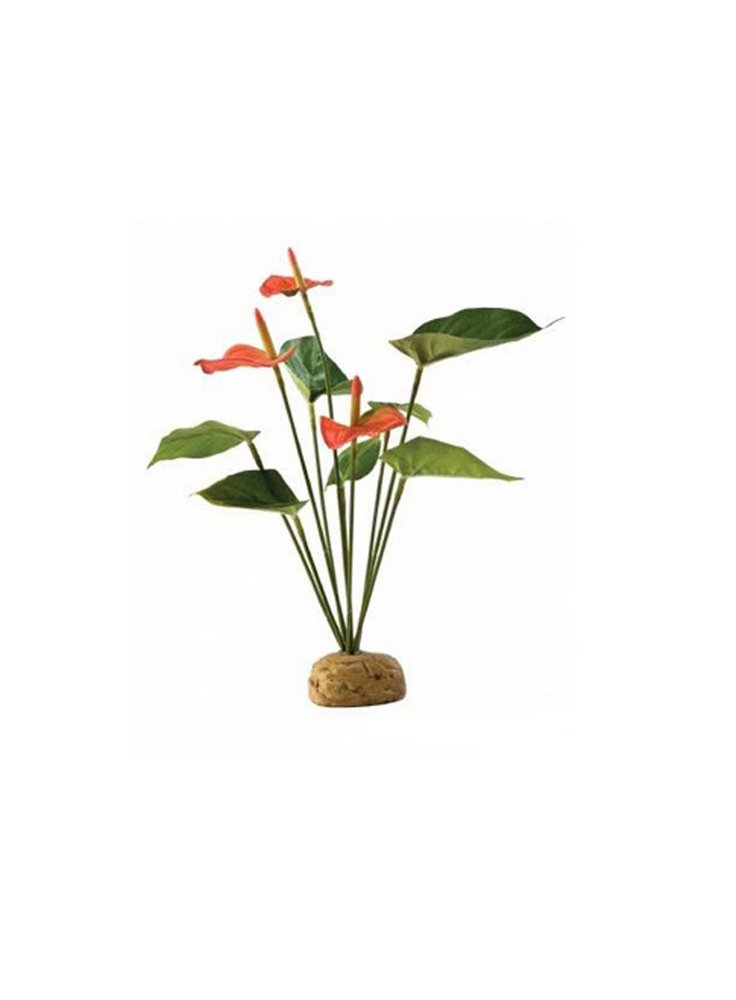 Pianta exoterra anthurium bush