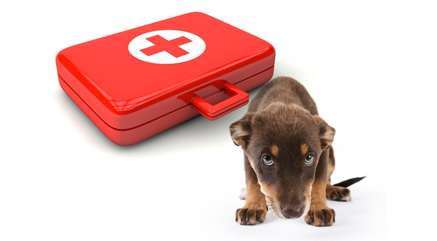 Farmacia per cani