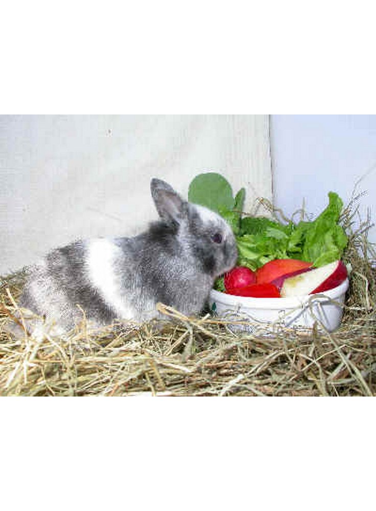 Fieno happy snacky 1kg