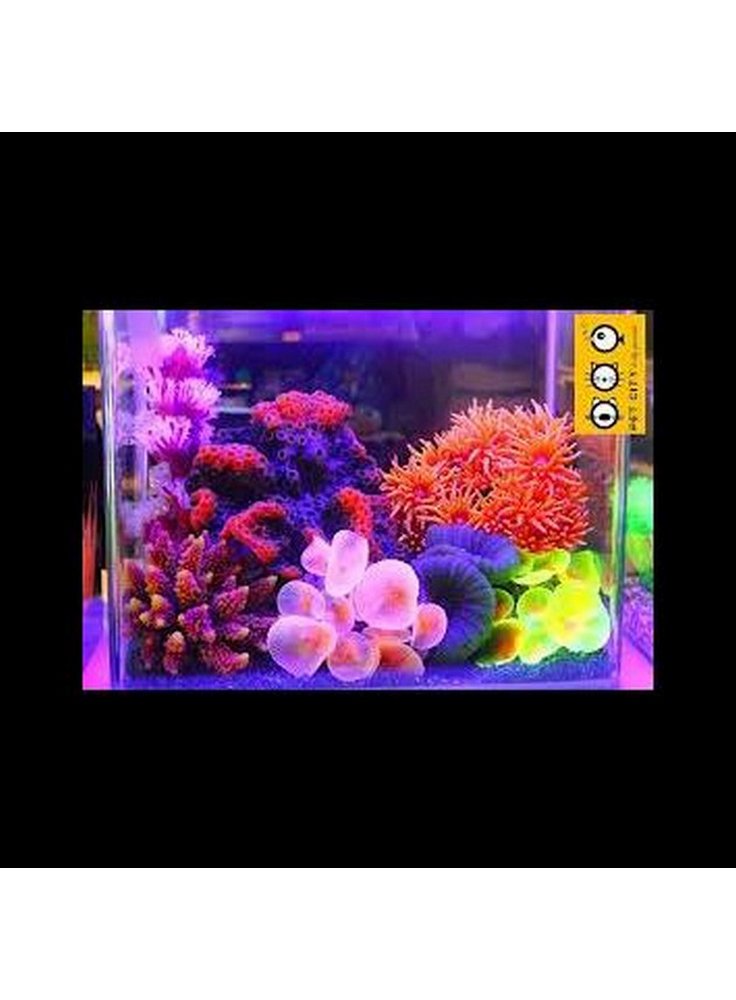 Coralli fluorescenti azoo assortimento 4pz