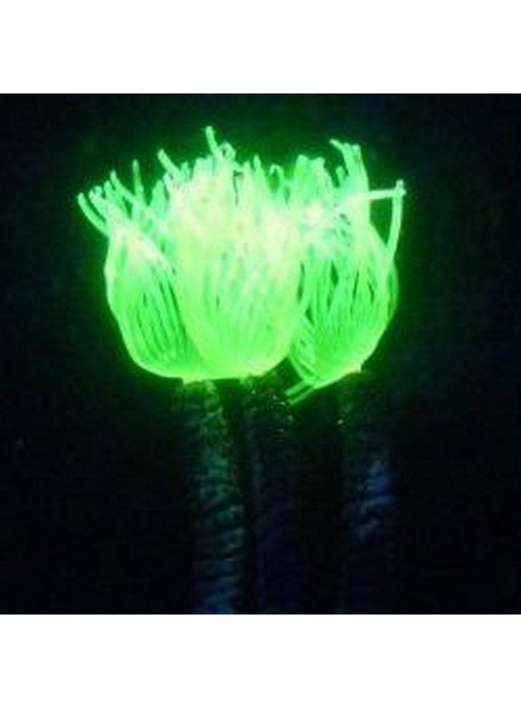 fluocoral1