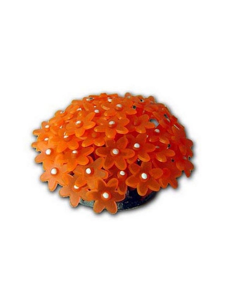 fluocoral3