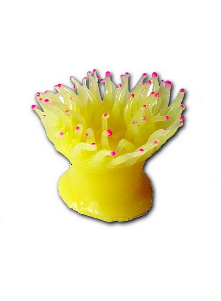 fluocoral4
