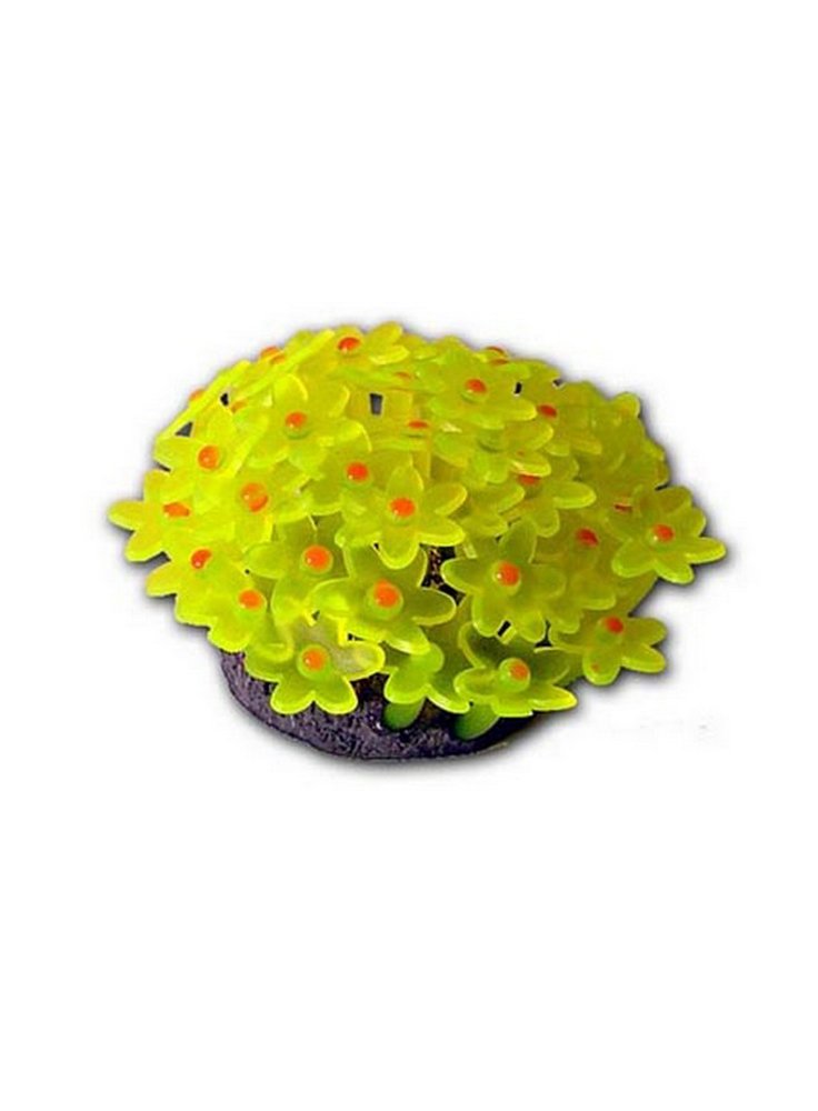 fluocoral5