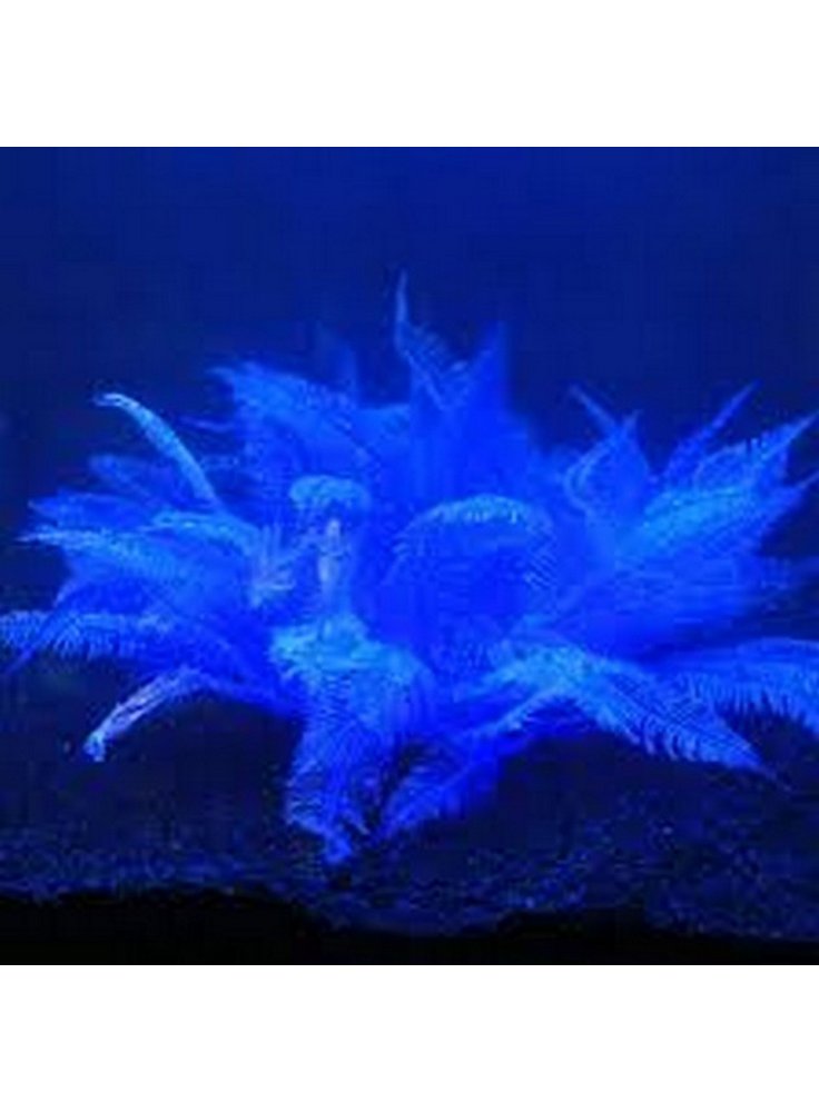 fluocoral6