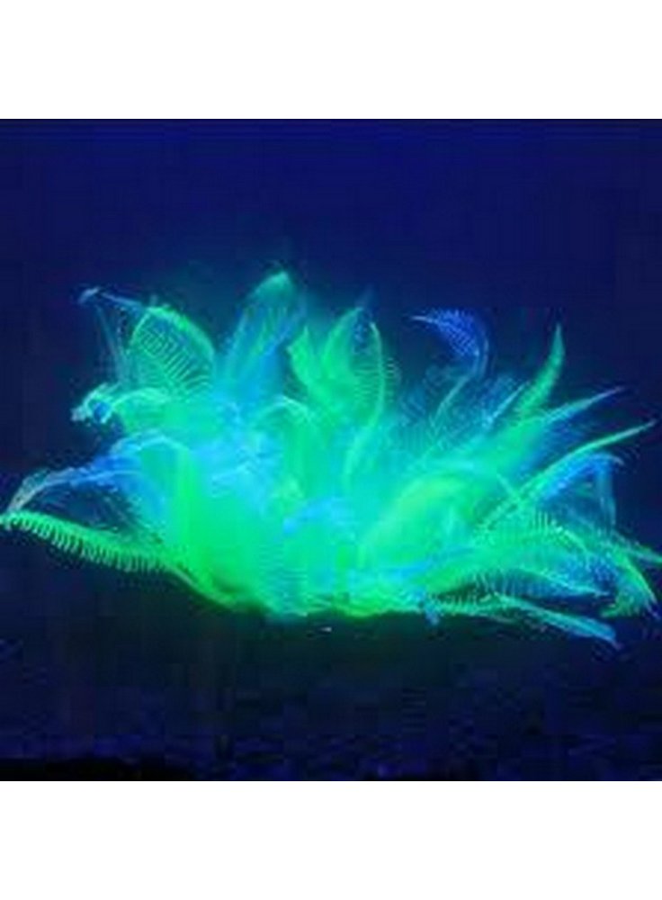 fluocoral7