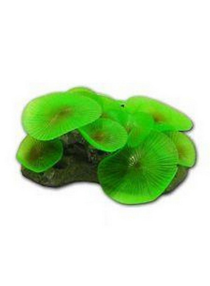 fluocoral8