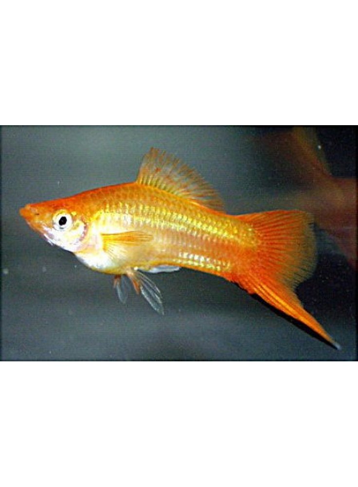 xiphophorus helleri golden comet