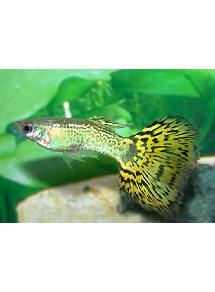 Guppy maschio king blu cobra