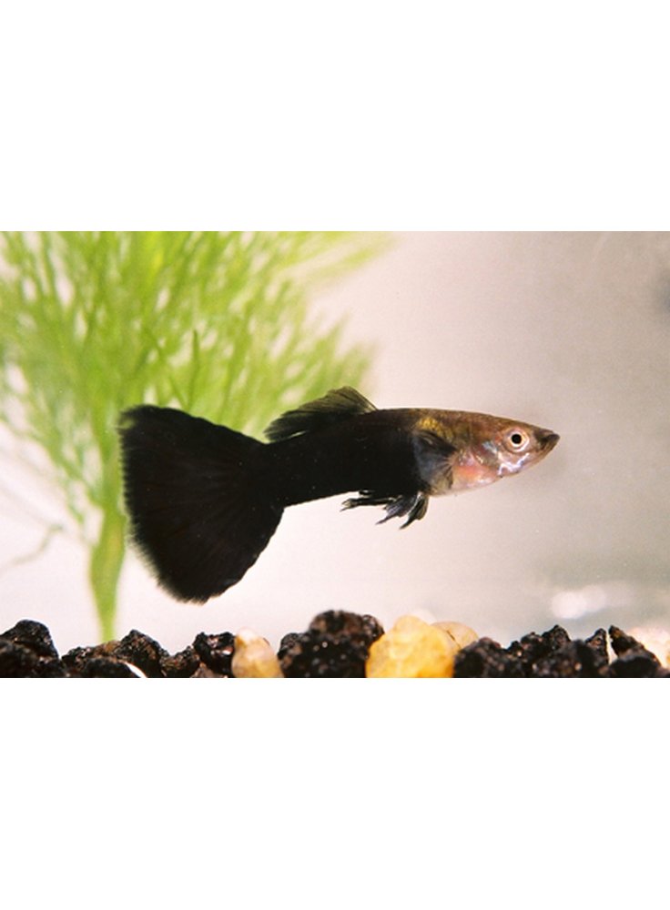 Guppy maschio black