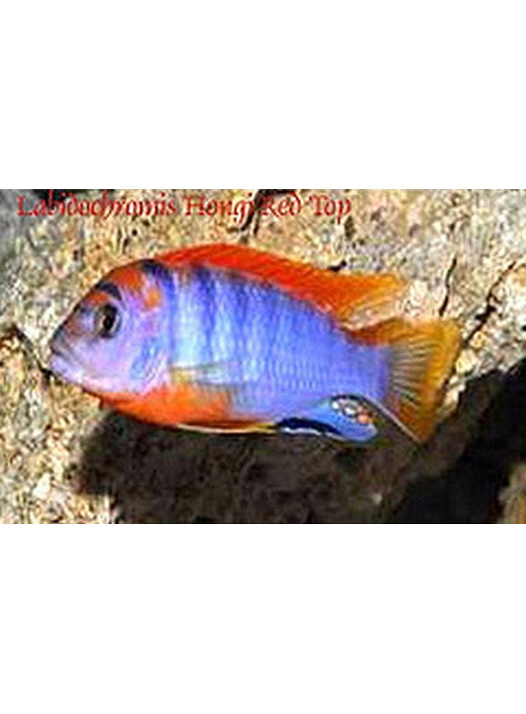 Labidochromis Hongi Super Red Top ml n. 1 Esemplare