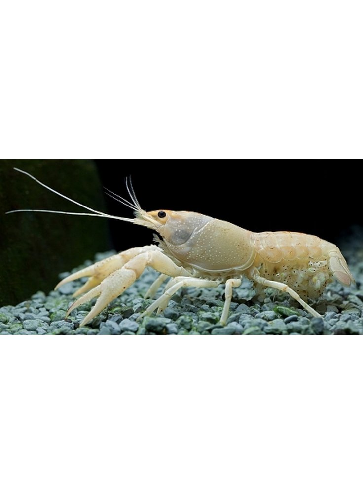 Procambarus clarkii bianco