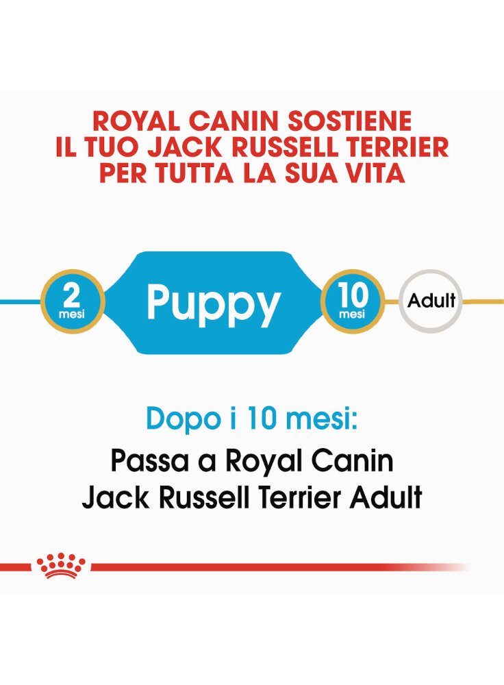 jack-russell-puppy-royal-canin-1