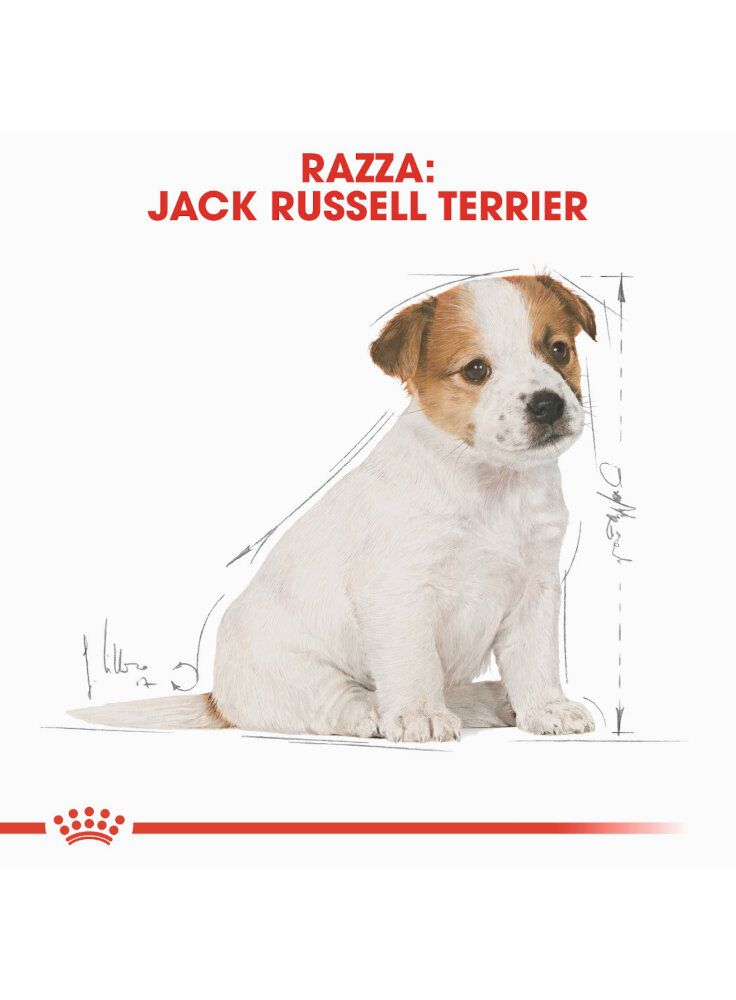 jack-russell-puppy-royal-canin-4