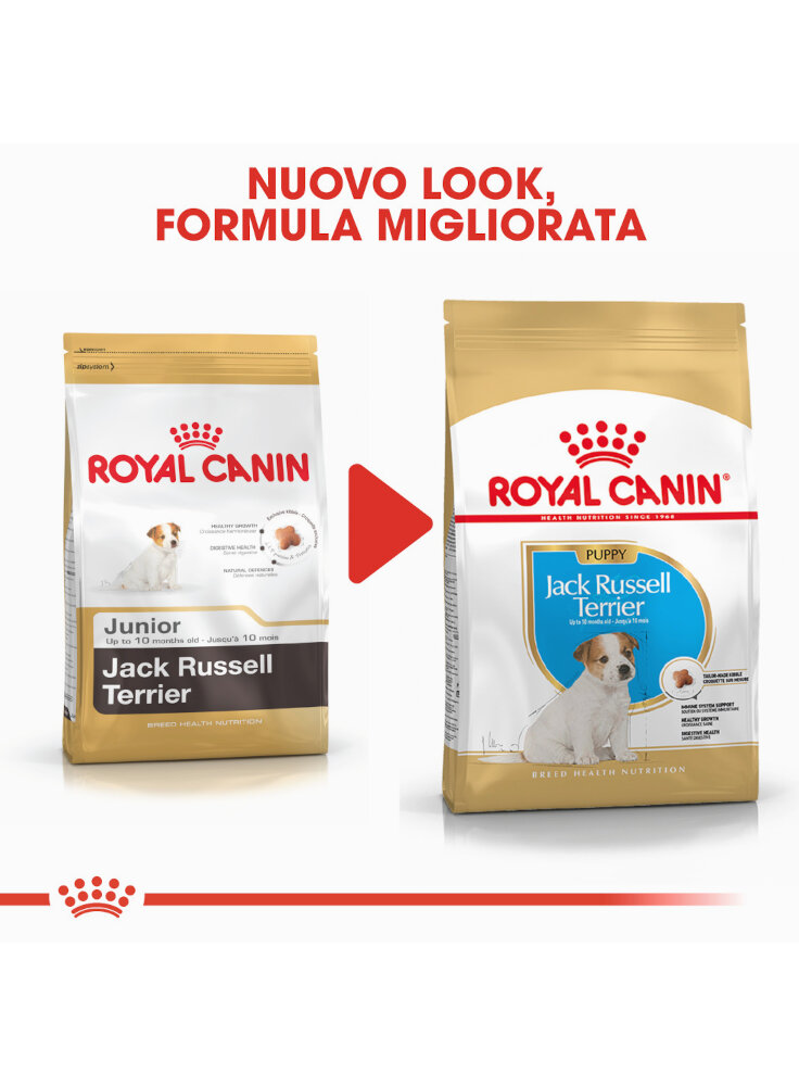 jack-russell-puppy-royal-canin-6