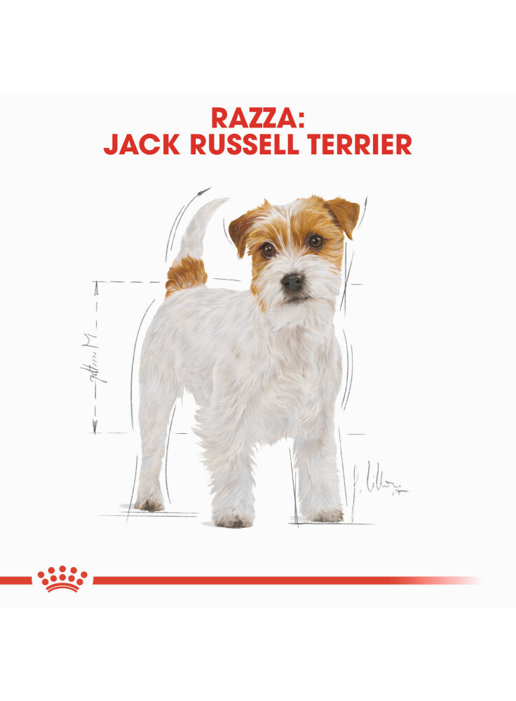 jack-russell-royal-canin-1